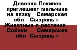 Девочка Пекинес приглашает мальчика на вязку - Самарская обл., Сызрань г. Животные и растения » Собаки   . Самарская обл.,Сызрань г.
